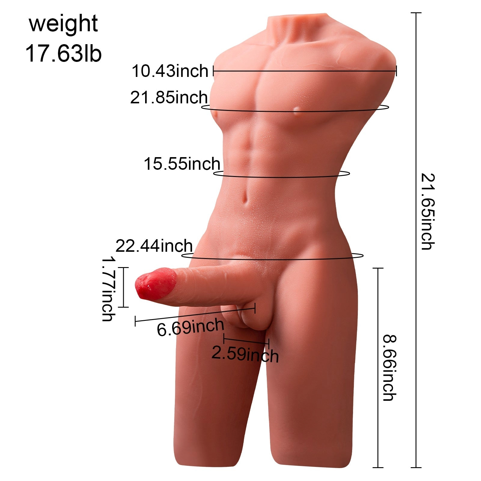 17.6 LB Realistic 3D Male Torso with 6.7 Inch Simulated Penis